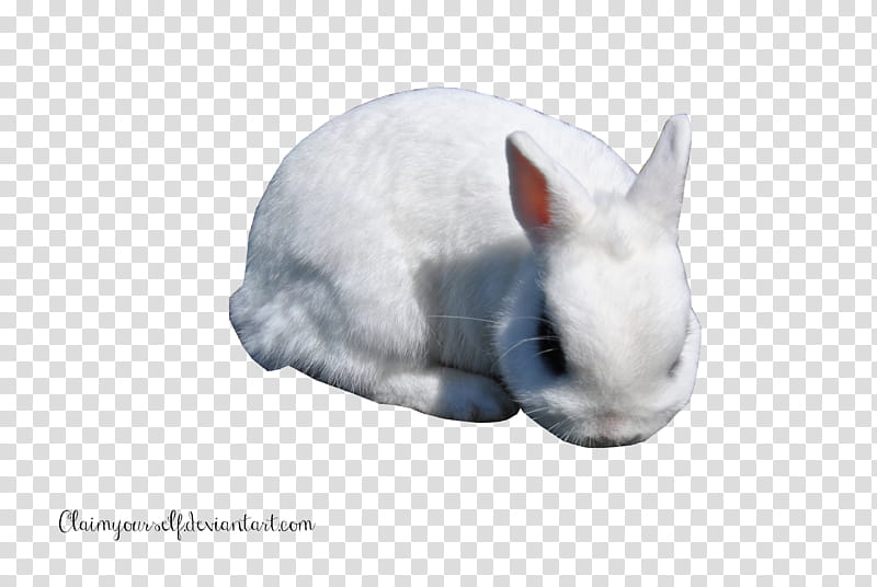 White Rabbit  PRECUT , albino rabbit transparent background PNG clipart