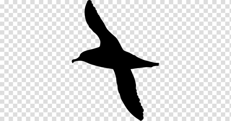 Bird Logo, Silhouette, Albatross, Thumb, Bird Flight, Beak, Seabird, Gull transparent background PNG clipart