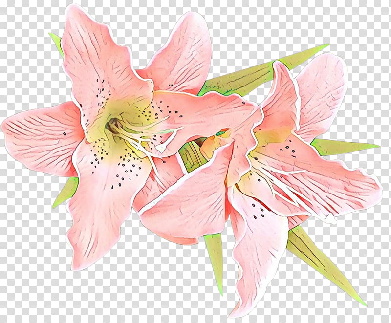 Lily Flower, Lily Of The Incas, Cut Flowers, Amaryllis, Jersey Lily, Flower Bouquet, Petal, Pink M transparent background PNG clipart