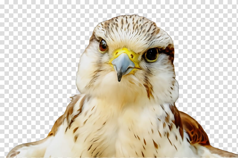 bird beak bird of prey peregrine falcon falcon, Watercolor, Paint, Wet Ink, Hawk, Kite, Buzzard transparent background PNG clipart