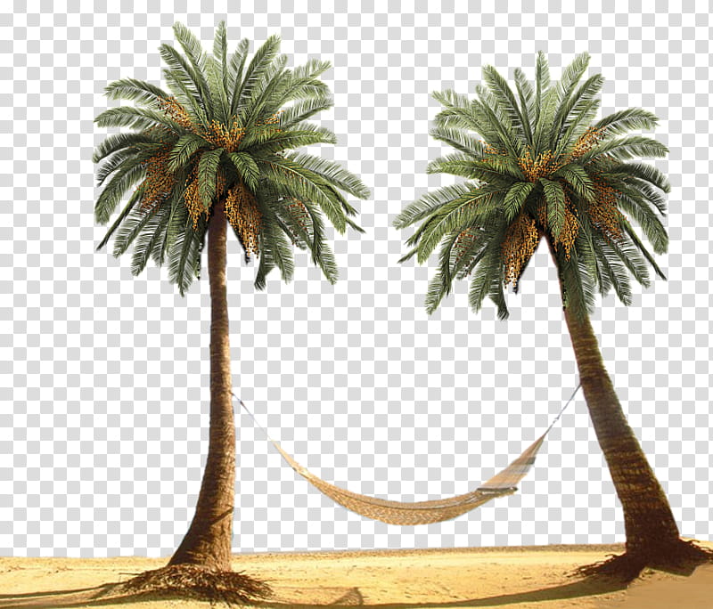 Palm Tree, two green palm trees with hammock in between transparent background PNG clipart