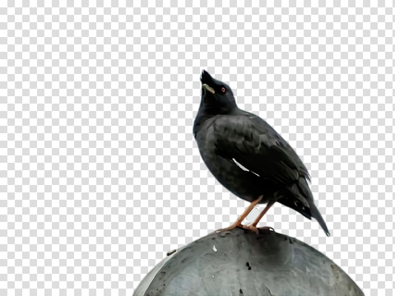 bird beak blackbird crow raven, Watercolor, Paint, Wet Ink transparent background PNG clipart