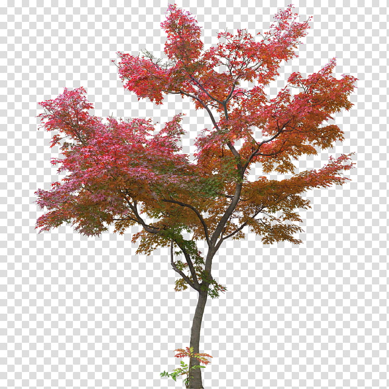 Red Maple Tree, Japanese Maple, Acer Japonicum, Leaf, Maple Leaf, Acer Oliverianum Var Nakaharai, Branch, Autumn Leaf Color transparent background PNG clipart