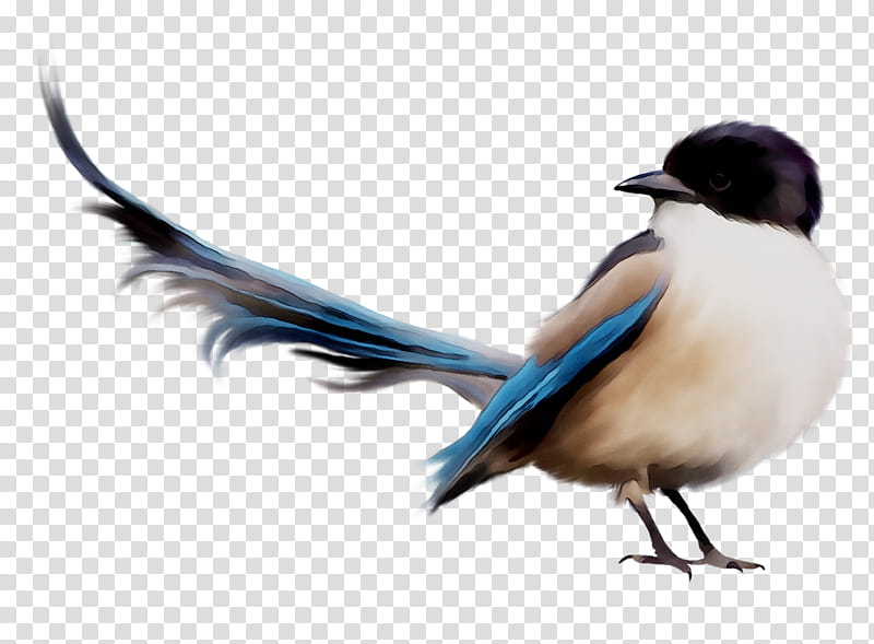 Cartoon Nature, Bird, Bird Illustrations, Eurasian Magpie, Natural Science, Watercolor Painting, Askfm, Beak transparent background PNG clipart