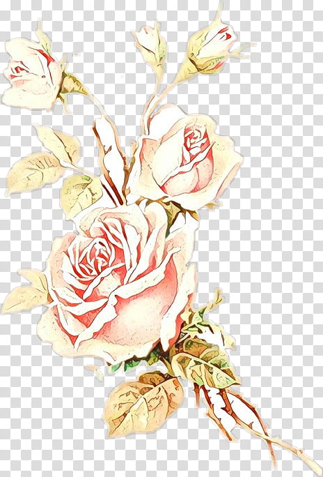 Pink Flower, Garden Roses, Cabbage Rose, Flower Garden, Floral Design, Shabby Chic, Decal, Garden Design transparent background PNG clipart