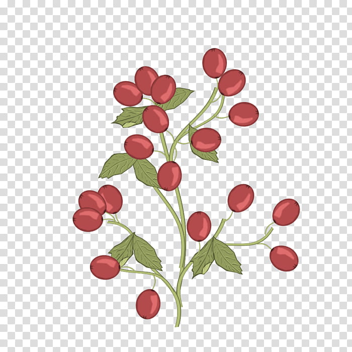 Pink Flower, Lingonberry, Pink Peppercorn, Radish, Plant, Leaf, Branch, Tree transparent background PNG clipart