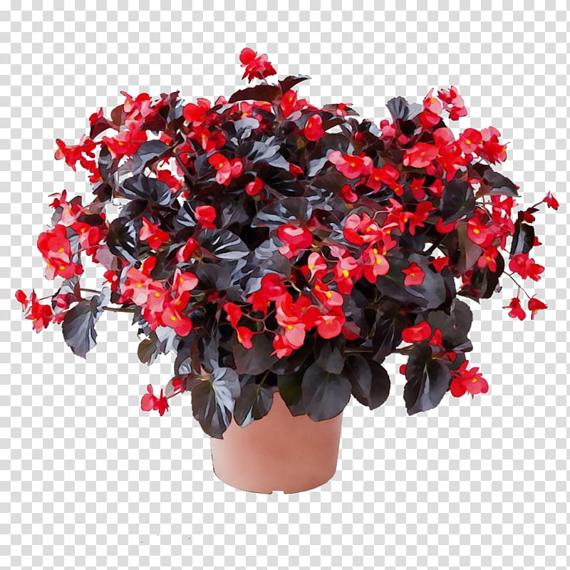 flower flowering plant plant red shrub, Watercolor, Paint, Wet Ink, Houseplant, Impatiens, Flowerpot, Begonia transparent background PNG clipart