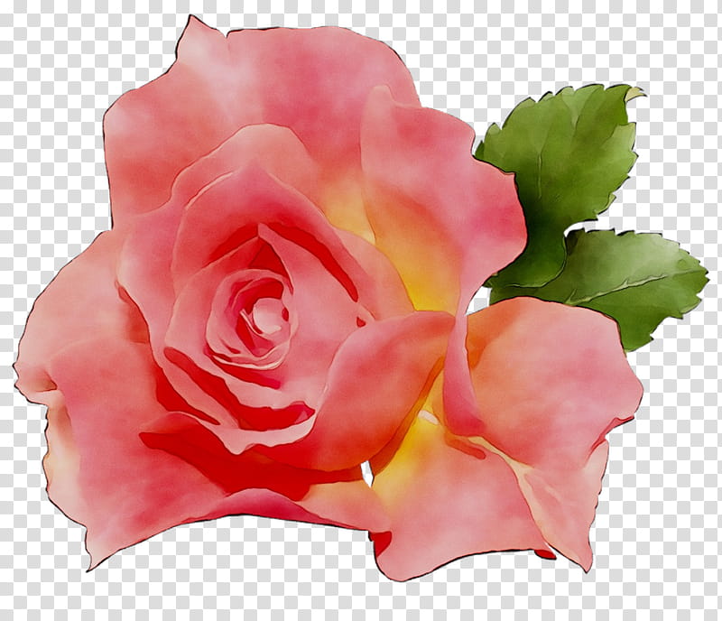 Pink Flowers, Garden Roses, Cabbage Rose, China Rose, Floribunda, Ornamental Plant, Light, Plants transparent background PNG clipart