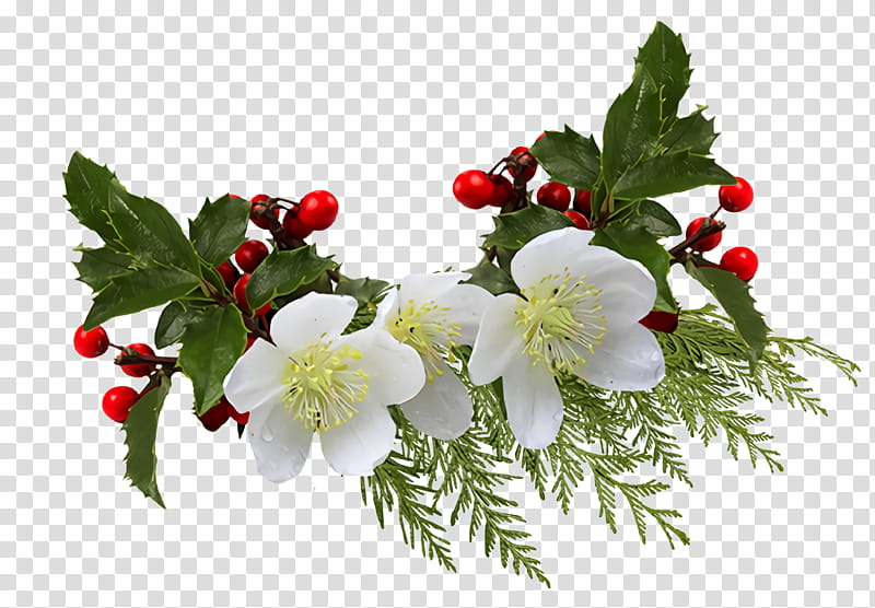christmas holly Ilex holly, Christmas , Flower, Plant, Branch, Petal, Hawthorn, Artificial Flower transparent background PNG clipart
