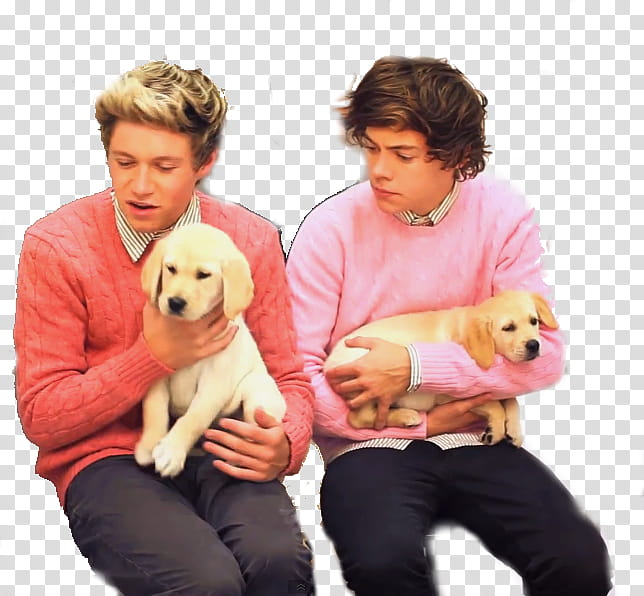 two One Direction members sitting while holding yellow Labrador puppies transparent background PNG clipart