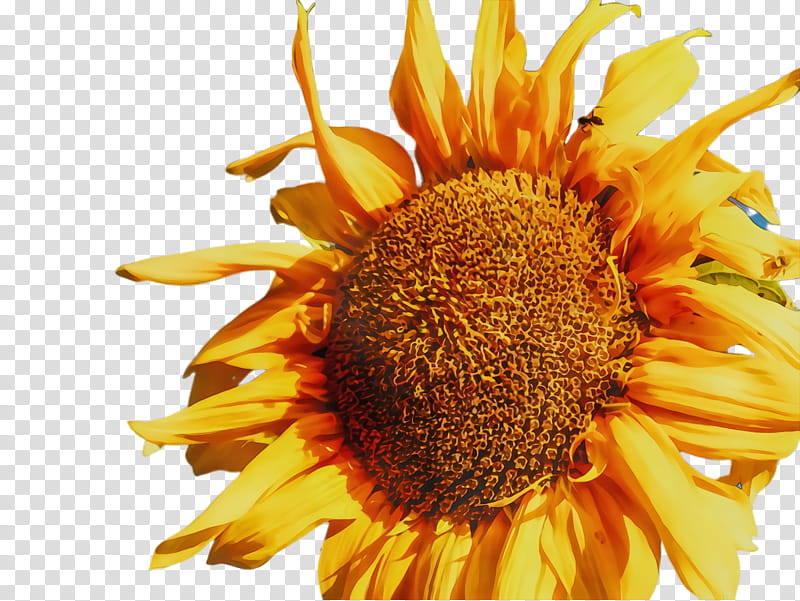 Sunflower, Flora, Bloom, Common Sunflower, Sunflower Seed, Pollen, Yellow, Plant transparent background PNG clipart