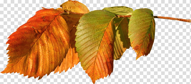 Autumn Leaf, Plants, Idea, Symbol, Gratis, Tree, Beech, Swamp Birch transparent background PNG clipart