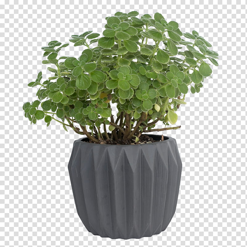 Pot Leaf, Flowerpot, Cactus, Ceramic Orchid Pot, Plants, Houseplant, Stoneware, Watering Cans transparent background PNG clipart