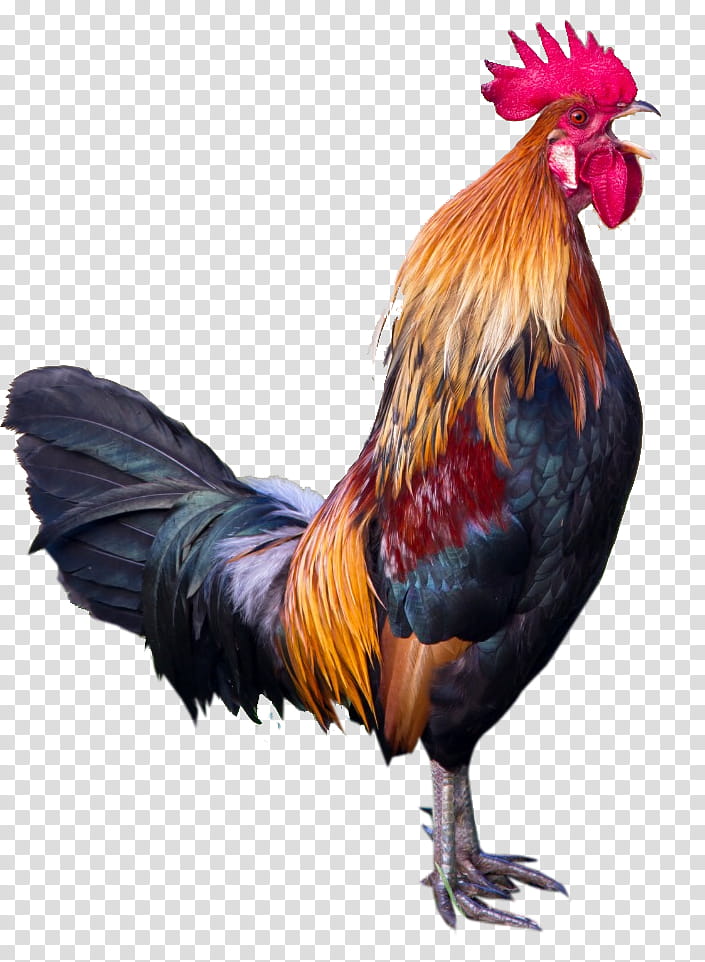 bird chicken rooster fowl comb, Beak, Poultry, Live transparent background PNG clipart