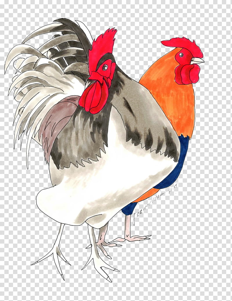 Watercolor, Rooster, Chicken, Beak, Feather, Bird, Galliformes, Comb transparent background PNG clipart
