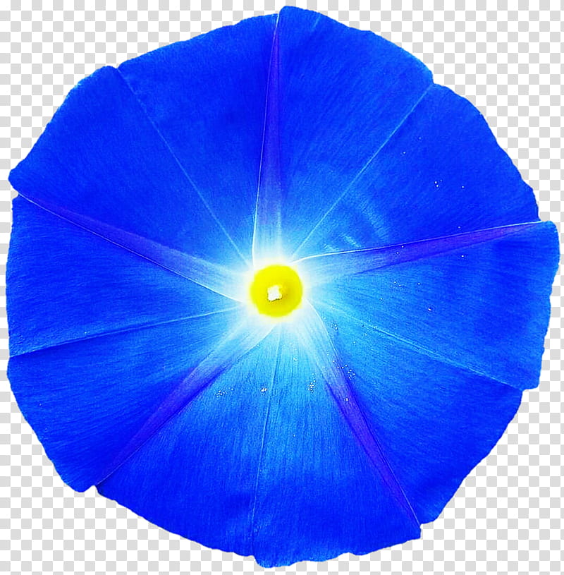 Bright Blue Morning Glory transparent background PNG clipart