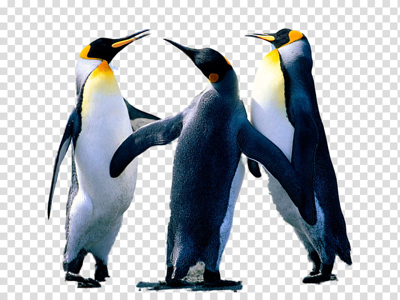 Picsart, Penguin, Bird, Emperor Penguin, Sticker, Editing, King Penguin, Editing transparent background PNG clipart
