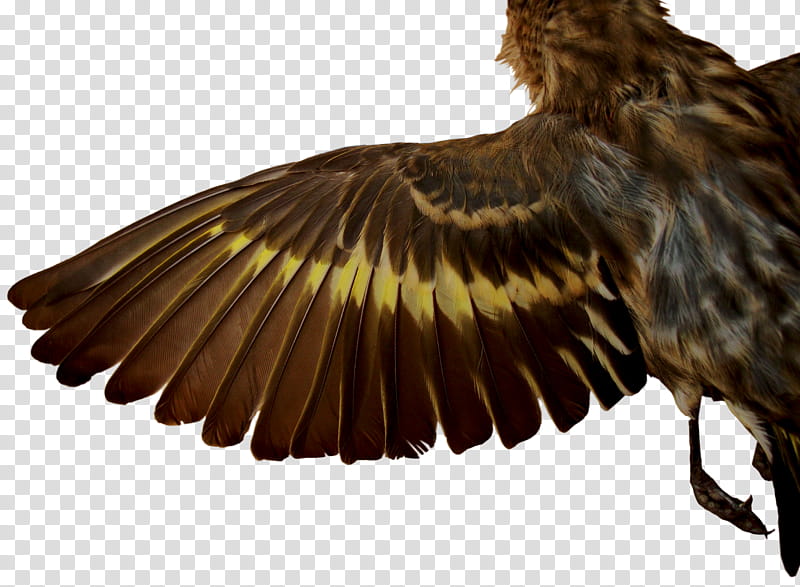 Pine Siskin , brown bird graphic transparent background PNG clipart