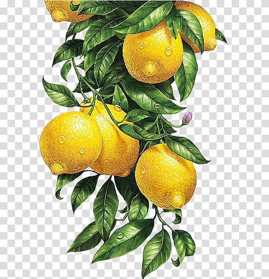 yellow lemons drawing transparent background PNG clipart