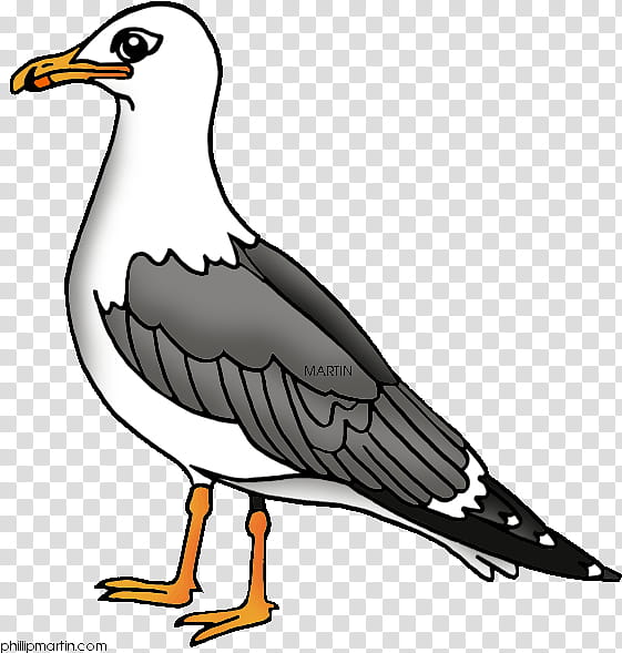 Bird Line Drawing, Utah, Gulls, California, State Bird, Line Art, Coloring Book, United States transparent background PNG clipart