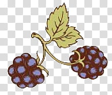 Fruit s, black grape fruit illustration transparent background PNG clipart