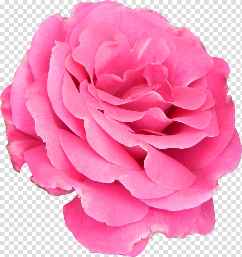 Cut Flower  HB, pink flower macro transparent background PNG clipart