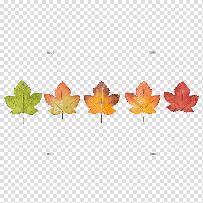 Autumn Leaf Drawing, Costume, Petal, Musical Instruments, Bild, Garland, Canadian Gold Maple Leaf, Orange transparent background PNG clipart