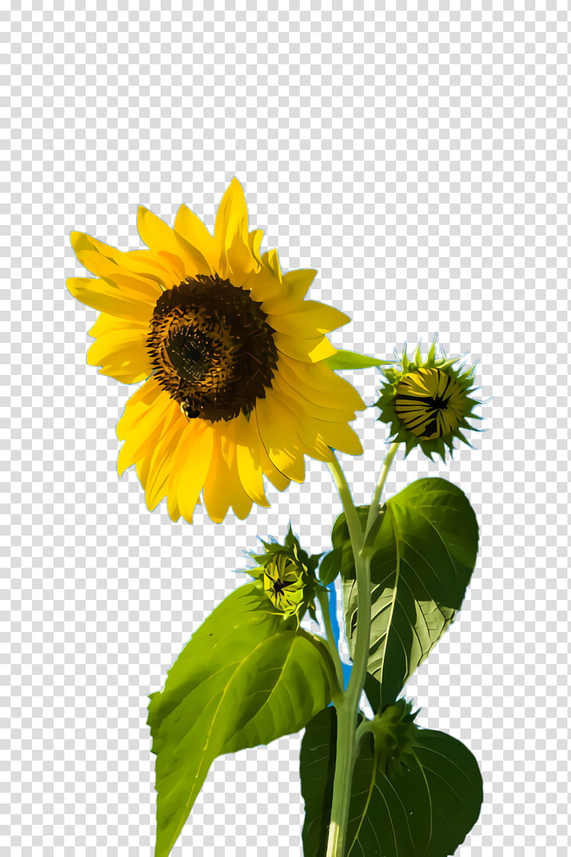 Yellow Flower, Sunflower, Flora, Bloom, World, Sunflower Seed, Unit Of ...