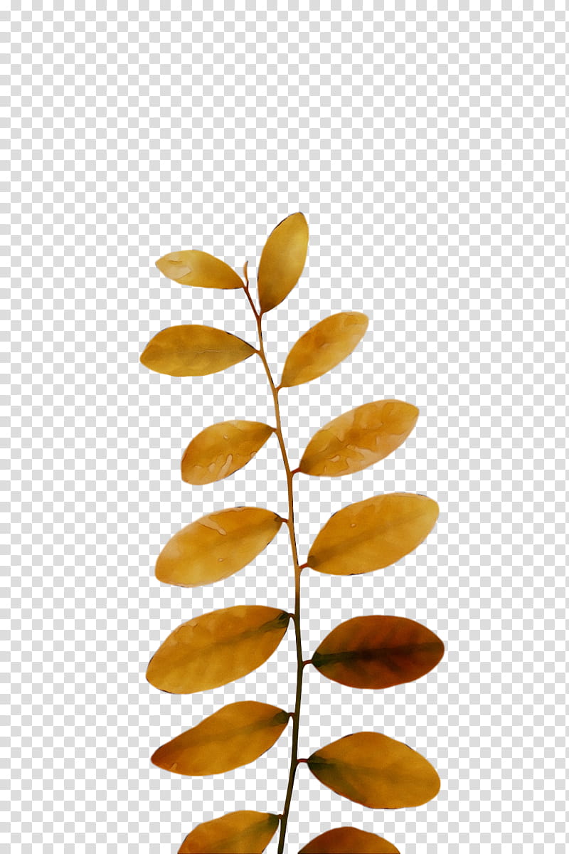 Tree, Leaf, Plant, Wattleseed, Flower transparent background PNG clipart
