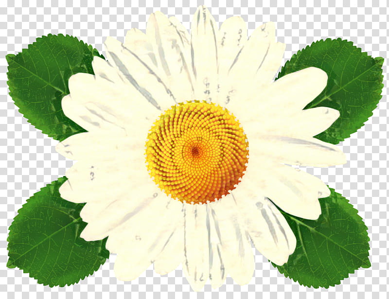 Chamomile Flower, Chrysanthemum, Annual Plant, Plants, Yellow, Leaf, Petal, Camomile transparent background PNG clipart