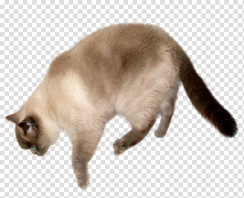 Colourpoint FREE cat, Himalayan cat transparent background PNG clipart