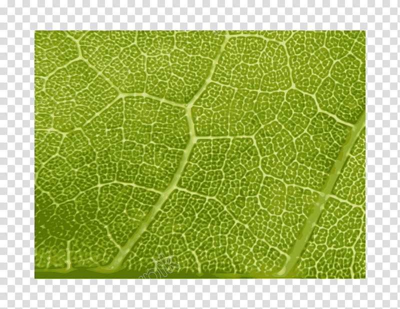 Red Maple Leaf, Plant Stem, Autumn Leaf Color, Green, Acer Ginnala, Grass, Line, Rectangle transparent background PNG clipart