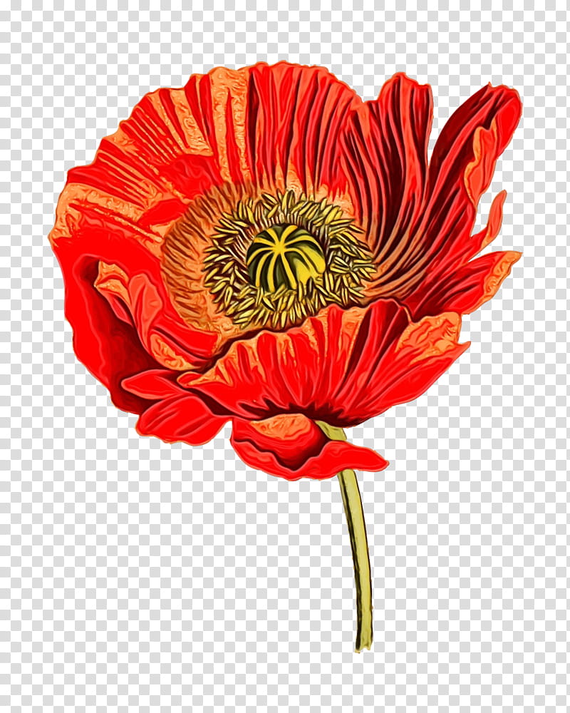 flower barberton daisy red plant petal, Watercolor, Paint, Wet Ink, Oriental Poppy, Cut Flowers, Coquelicot transparent background PNG clipart