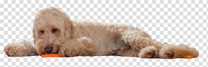 dog dog breed cockapoo toy poodle poodle, Miniature Poodle, Glen Of Imaal Terrier, Labradoodle transparent background PNG clipart