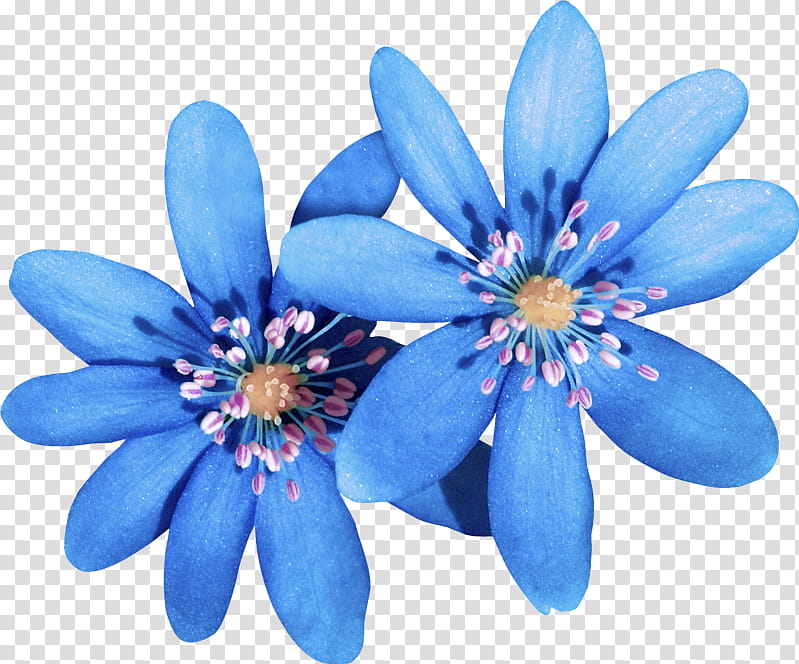 blue flower petal plant flowering plant, Ixia, Wildflower, Round Leaved Liverleaf transparent background PNG clipart