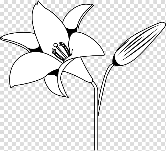 Black And White Flower, Black And White
, Petal, Lily, Drawing, Leaf, Color, Plant transparent background PNG clipart