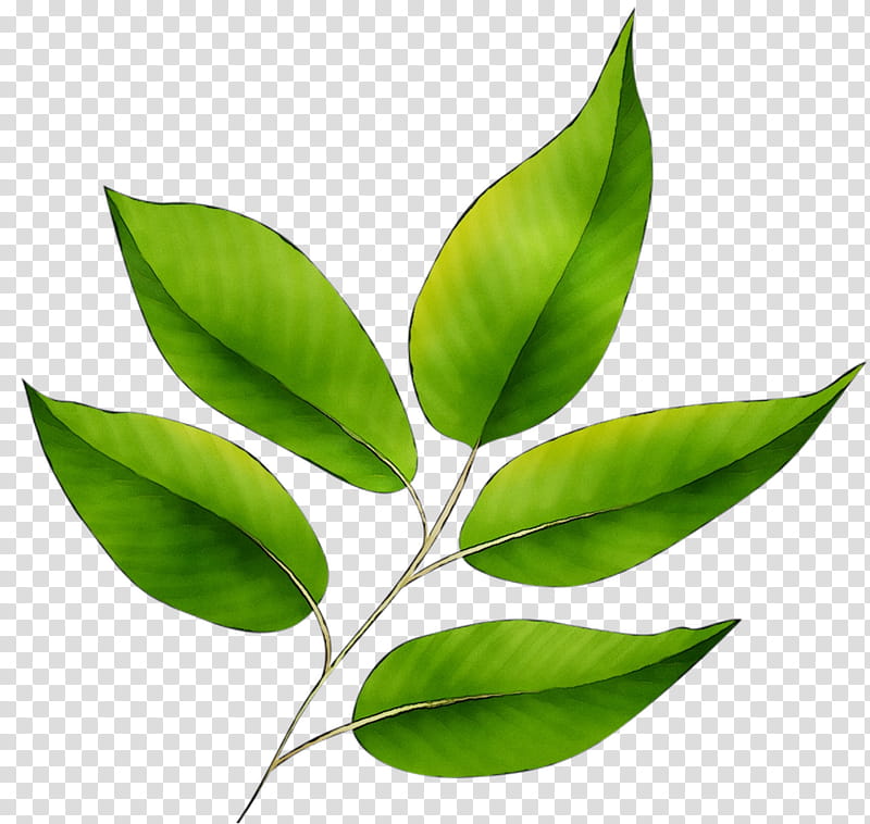Plants, Leaf, Plant Stem, Flower, Tree, Bay Leaf, Coca, Herb transparent background PNG clipart