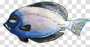 white and blue tang fish drawing transparent background PNG clipart
