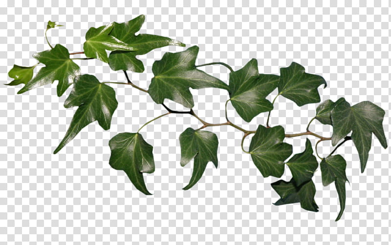 Family Tree, Liana, Guiana Chestnut, Houseplant, Plants, Leaf, Common Ivy, Geraniums transparent background PNG clipart