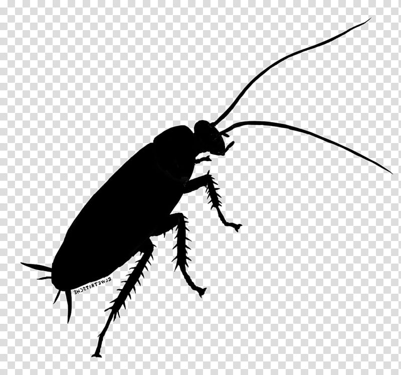 Cockroach, Beetle, Weevil, Silhouette, Membrane, Insect, Pest, Blister Beetles transparent background PNG clipart
