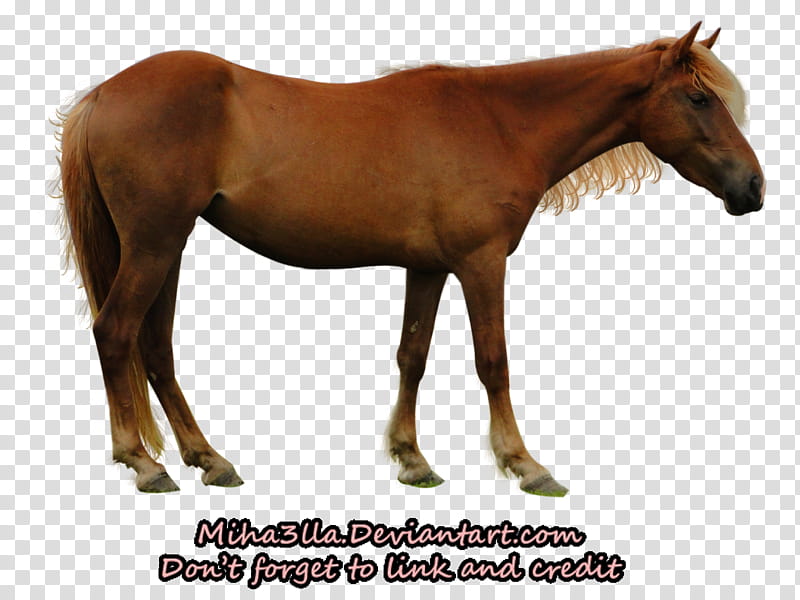 Horse precut , brown horse art transparent background PNG clipart