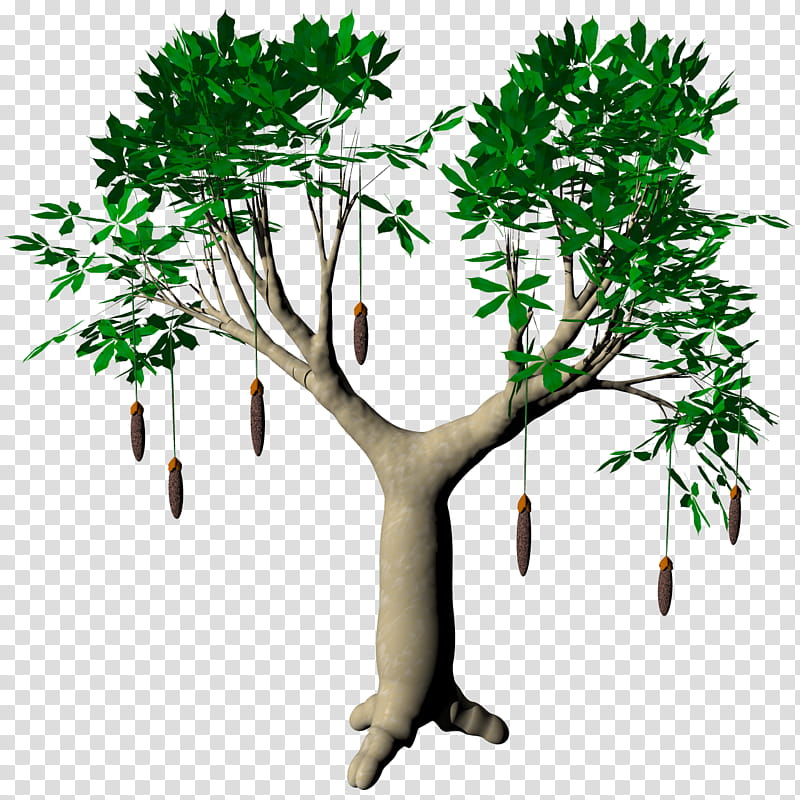 Fruit Baobab Adansonia TIF, green tree transparent background PNG clipart