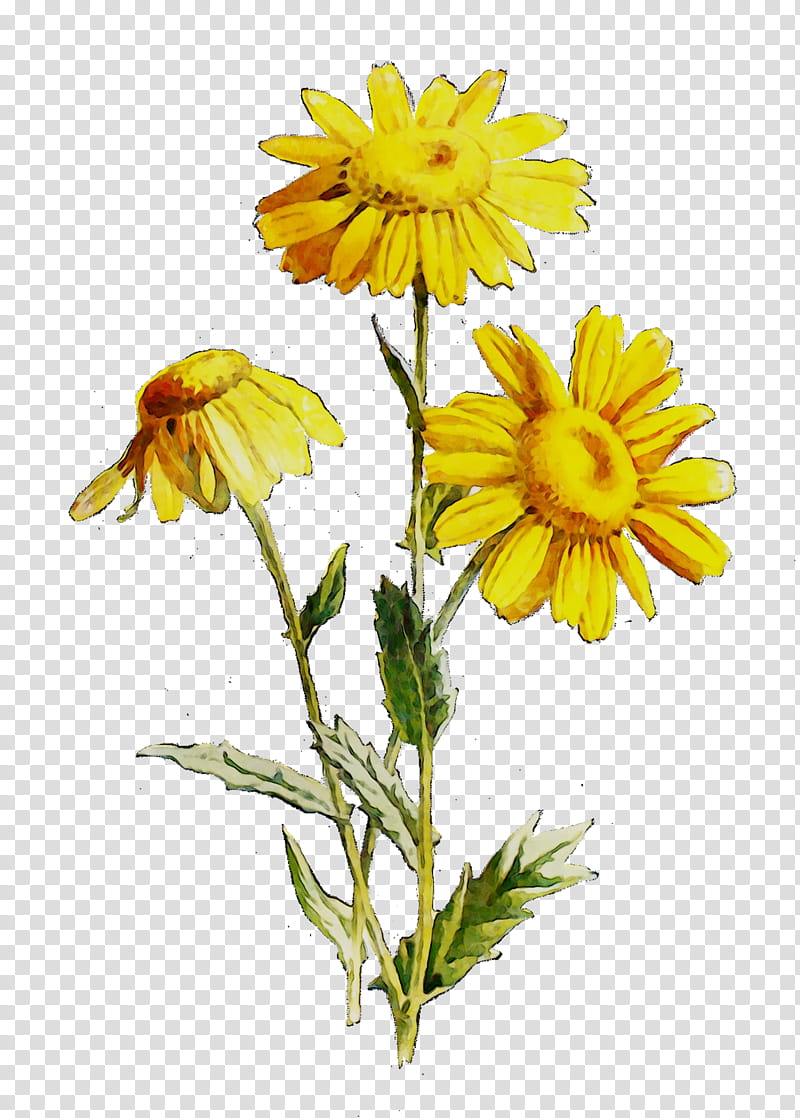Flowers, Crown Daisy, Oxeye Daisy, Marguerite Daisy, Roman Chamomile, Cut Flowers, Common Sunflower, Pot Marigold transparent background PNG clipart