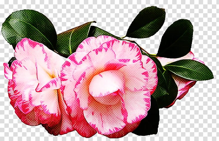 Artificial flower, Pink, Petal, Plant, Japanese Camellia, Cut Flowers, Rose, Impatiens transparent background PNG clipart