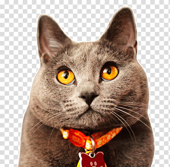 cat small to medium-sized cats british shorthair whiskers korat, Small To Mediumsized Cats, Chartreux, Black Cat transparent background PNG clipart