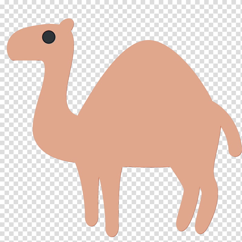 Animal, Dromedary, Bactrian Camel, Snout, Meter, Camelid, Animal Figure, Live transparent background PNG clipart