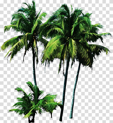 Date Tree Leaf, Palm Trees, Plants, Coconut, Shrub, Tree Stump, Babassu, Vegetation transparent background PNG clipart