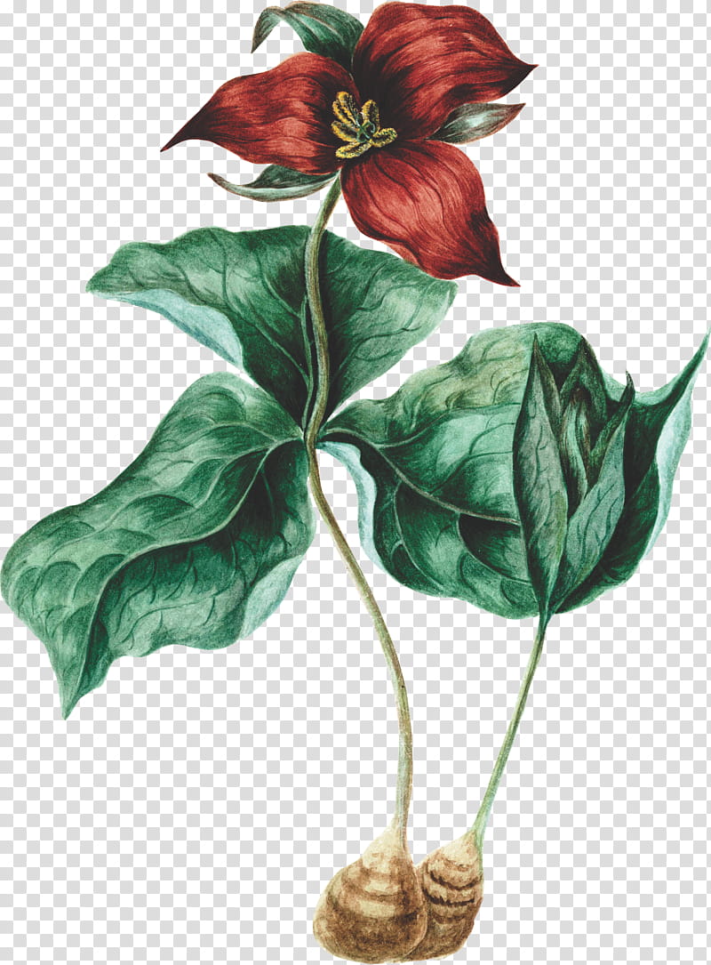 Leaf Illustration Drawing Great White Trillium Cartoon Flower Floral Design Birthroots Red Trillium Transparent Background Png Clipart Hiclipart