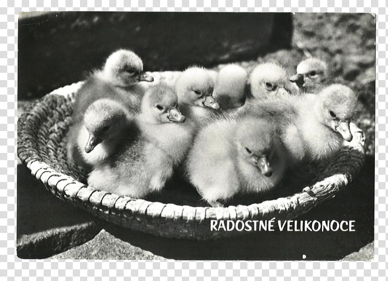 SET Postcards part, grayscale graphy of ducklings in basket transparent background PNG clipart