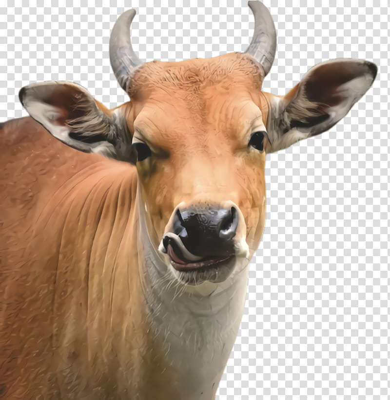 horn bovine wildlife snout cow-goat family, Cowgoat Family, Terrestrial Animal, Bongo, Live transparent background PNG clipart